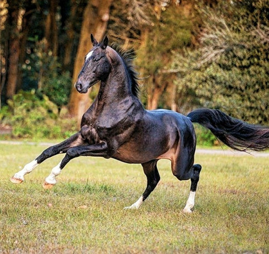 Самая быстрая лошадь