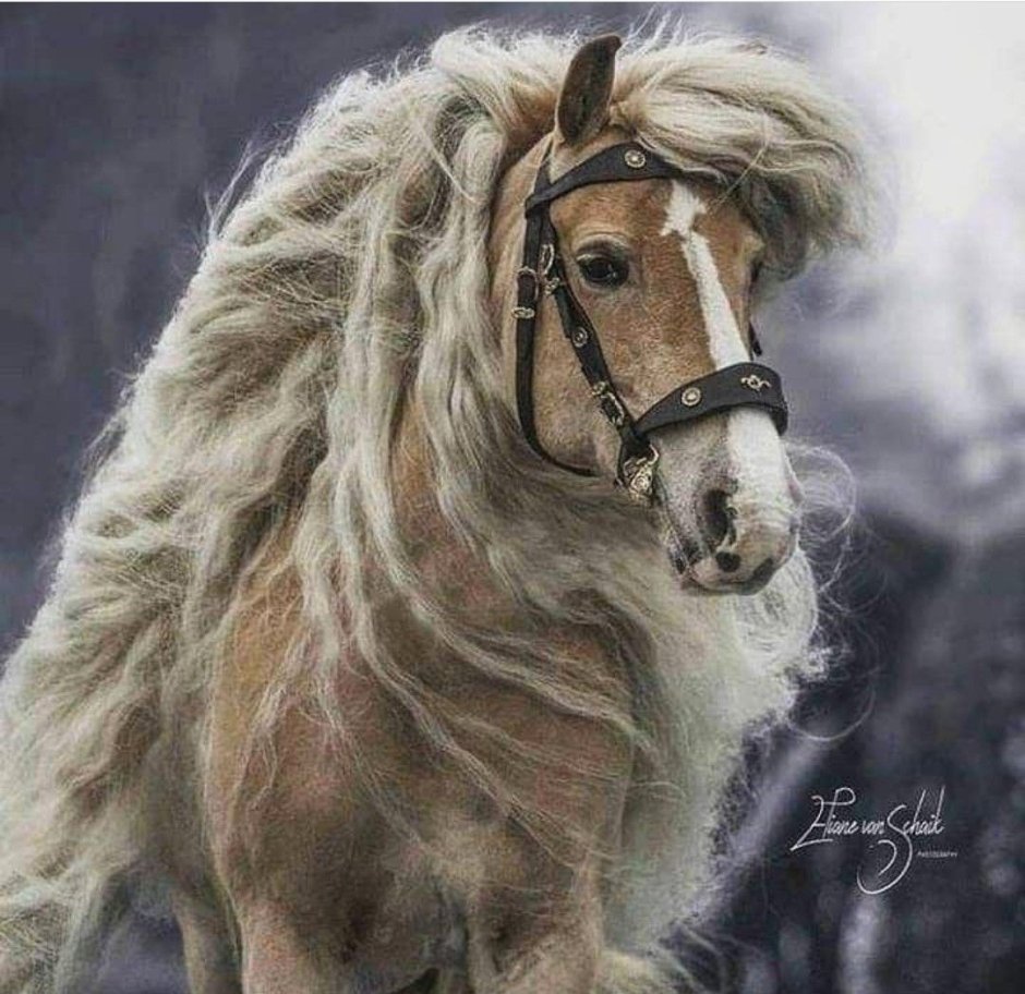 Фото картинки сказочных лошадей