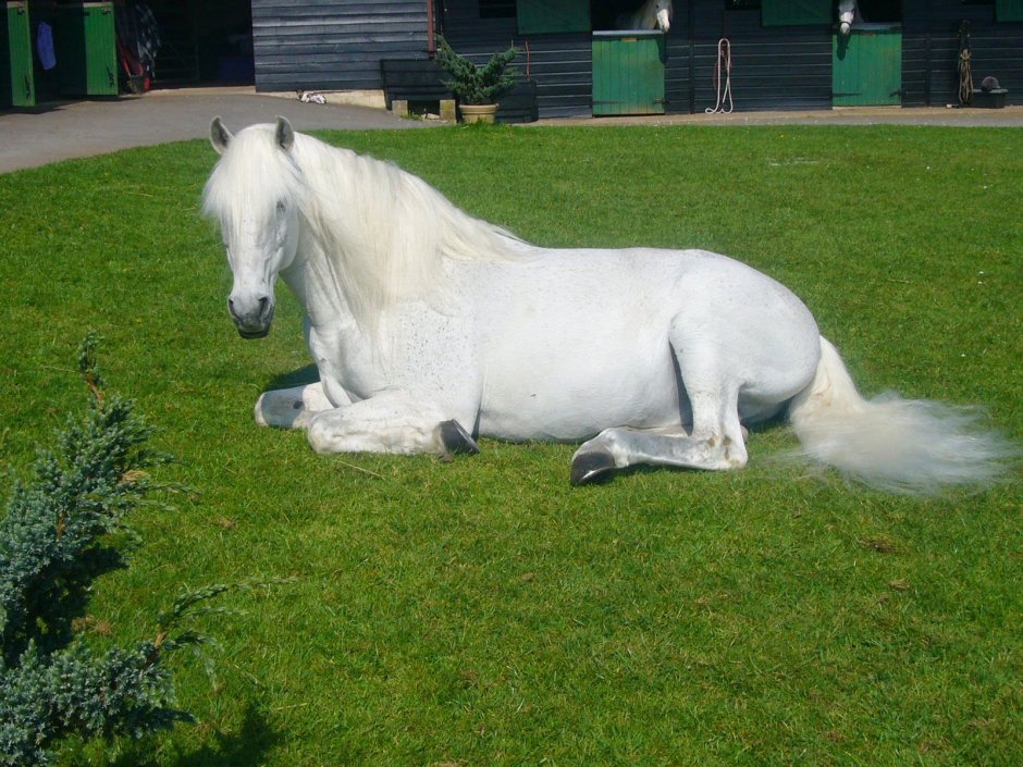 Лежачий конь