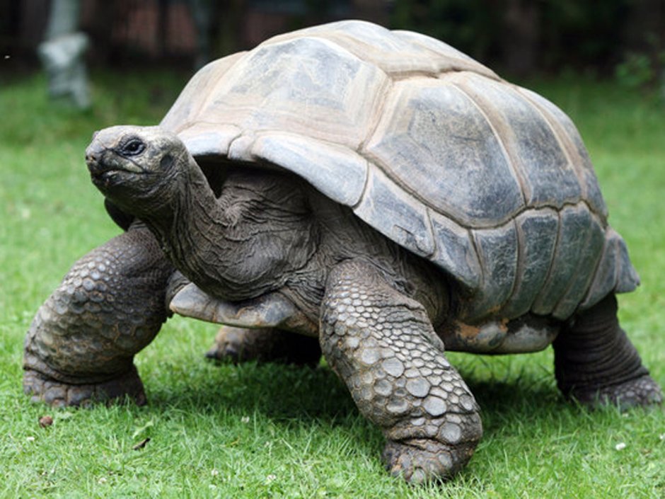 Прочитать рассказ черепаха. Черепаха Дарвина. Черепаха Джонатан. Толстой черепаха.