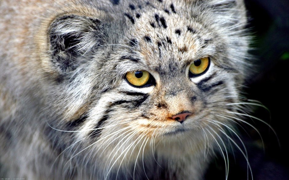 Кот Манул
