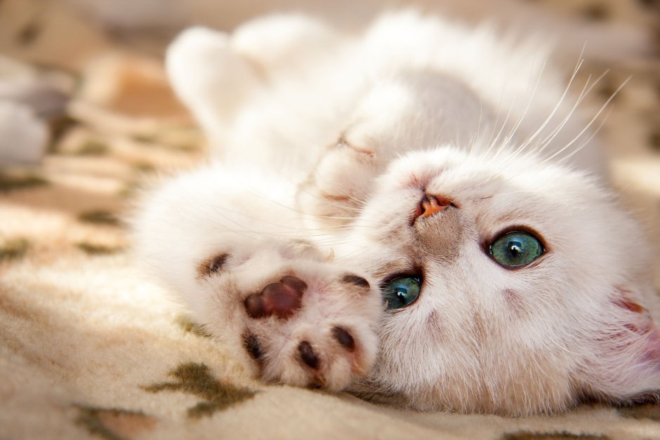 Кошка с нежными глазами