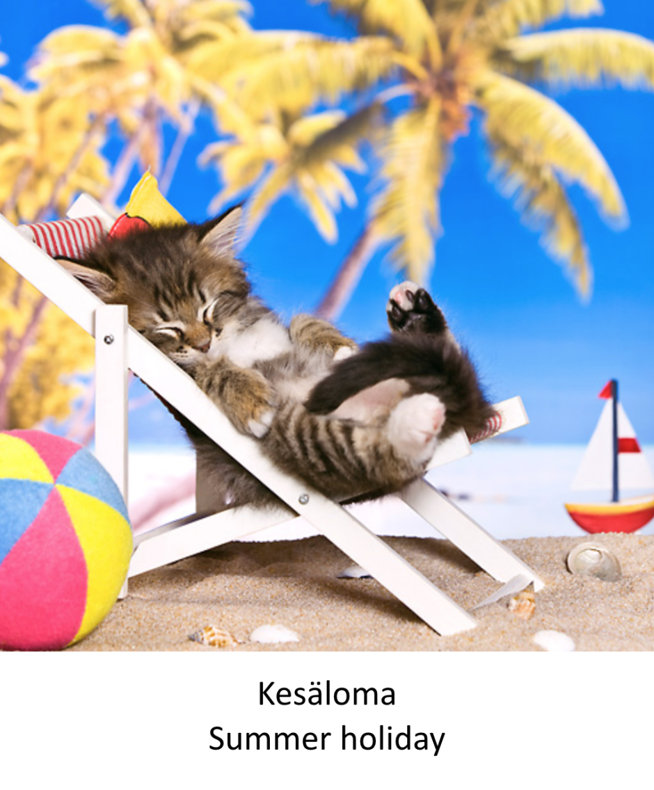 Котик на пляже