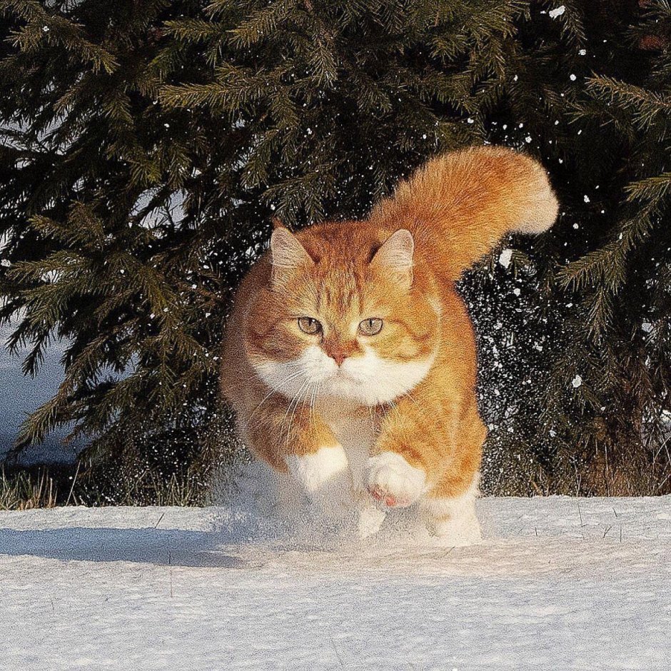 Рыжий кот в снегу