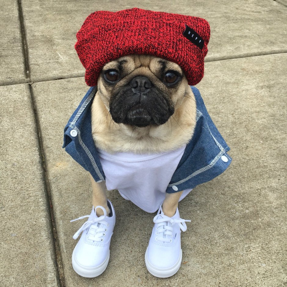 Прикольные мопсики