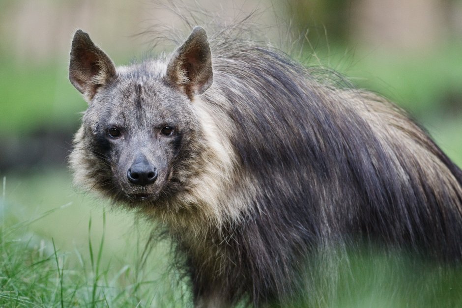 Бурая гиена Hyaena brunnea
