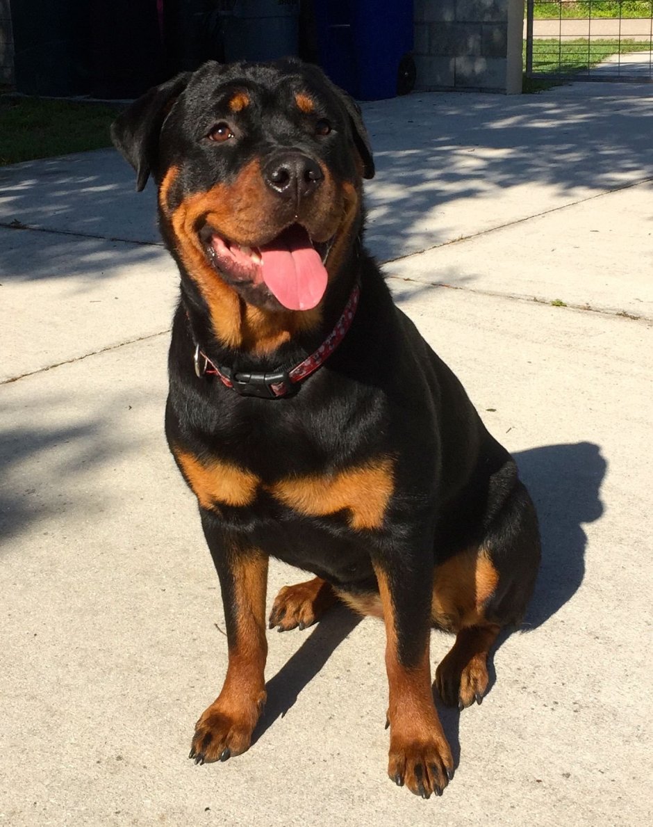 Доберман Стаффорд ротвейлер питбуль