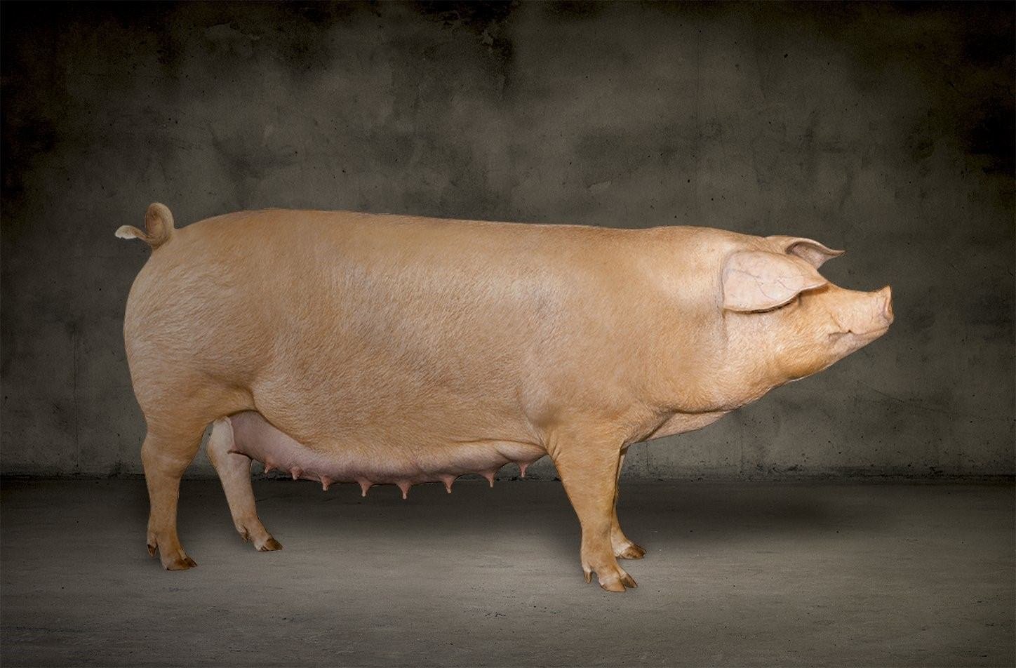 Свиньи датской. Мясная порода свиней ландрас. Эстонская беконная порода. Порода поросят Эстонская беконная. Датский ландрас.