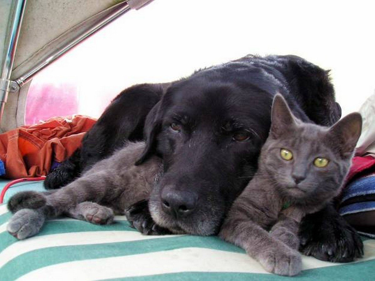 Cat in a dogs world. Кошки и собаки. Картинки кошек и собак. Лабрадор и кошка. Кот и собака дружат.