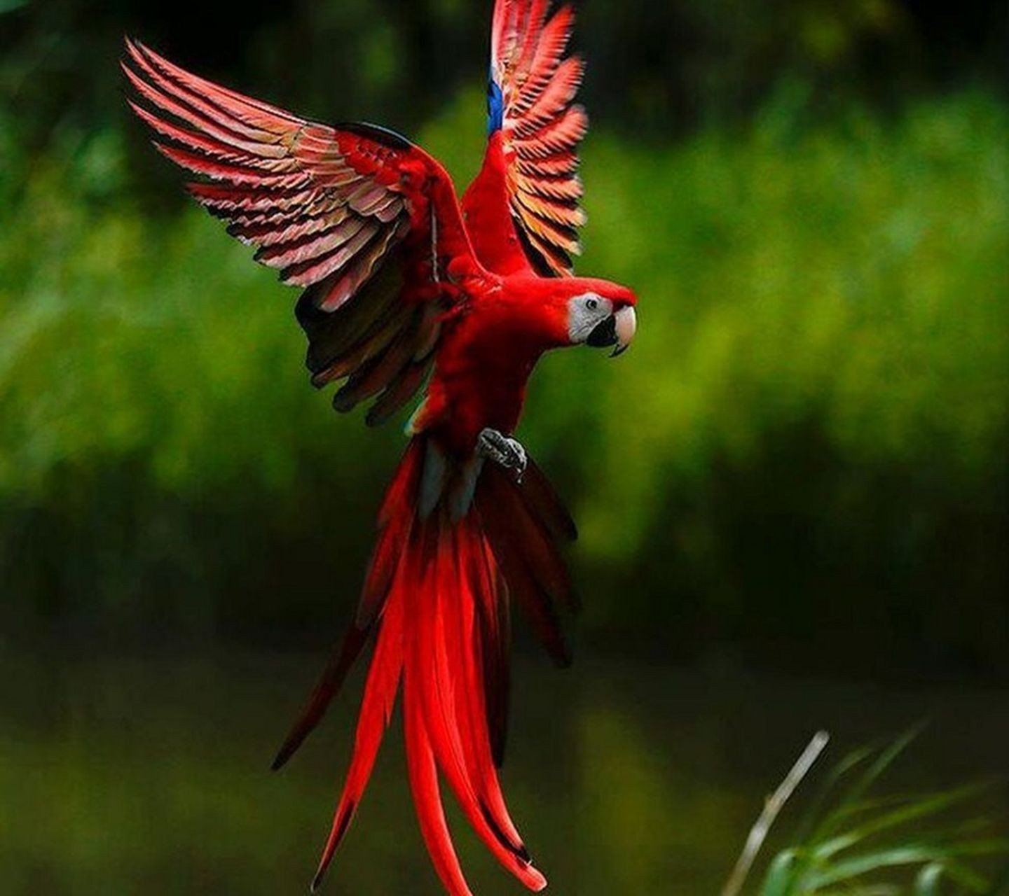 Птица с 6 крыльями. Попугай ара анфас. Красный Какаду птица. Попугай ара зеленокрылый. Попугай Амарант.