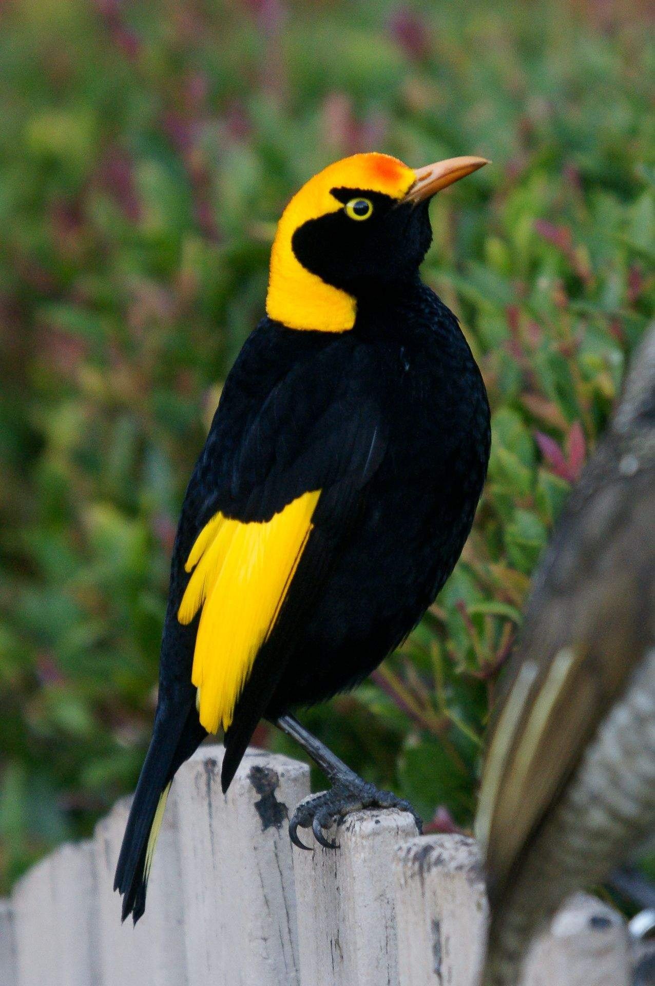 Желтая птица с черными крыльями. Восточный Луговой трупиал. Желто черная птичка. Желтая птица. Черно желтая птица.