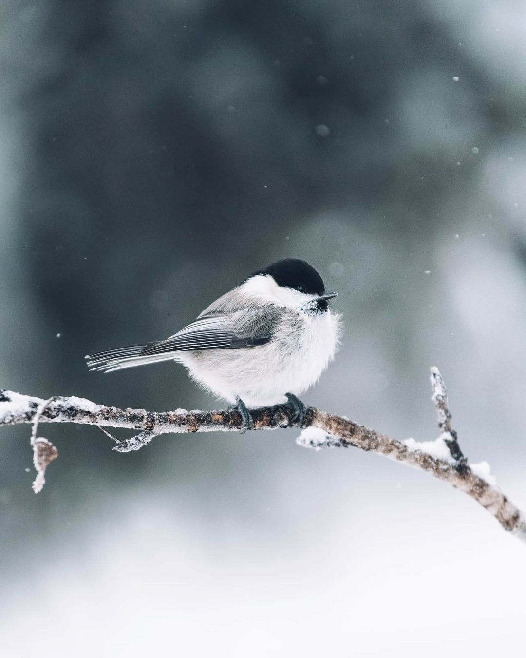 Серые птички зимой. Маленькие птички на снегу смешная. Фото маленьких птиц Кавказа зимой. Заставка Орел глядит на маленькую птичку.
