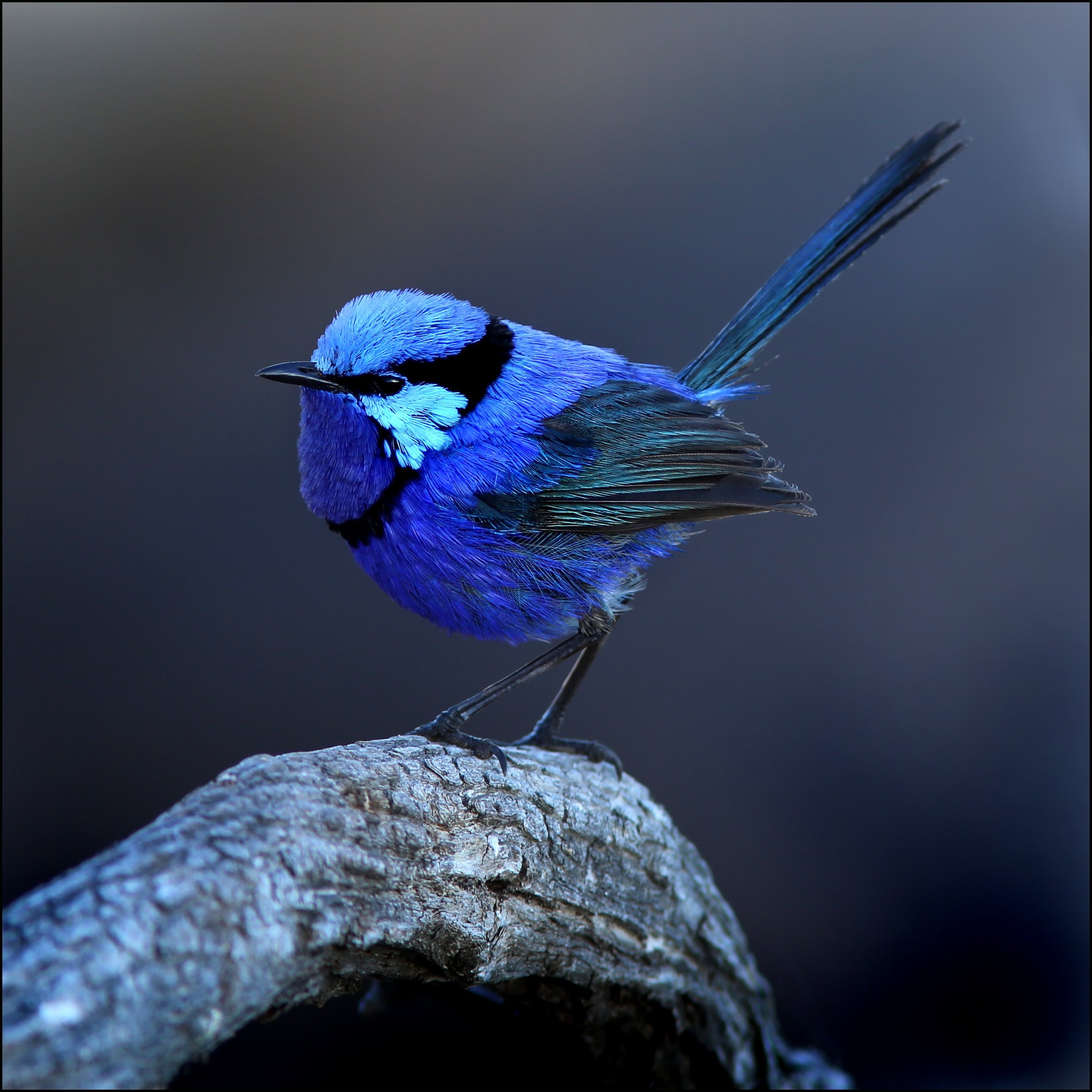 Синяя птица роли
