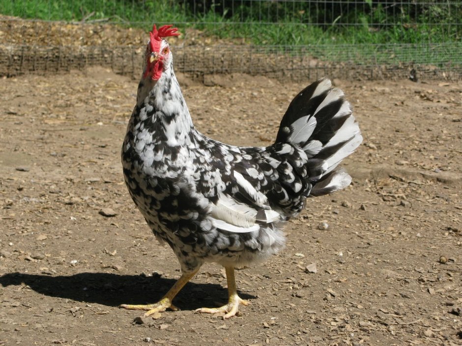 Леггорн далматинец