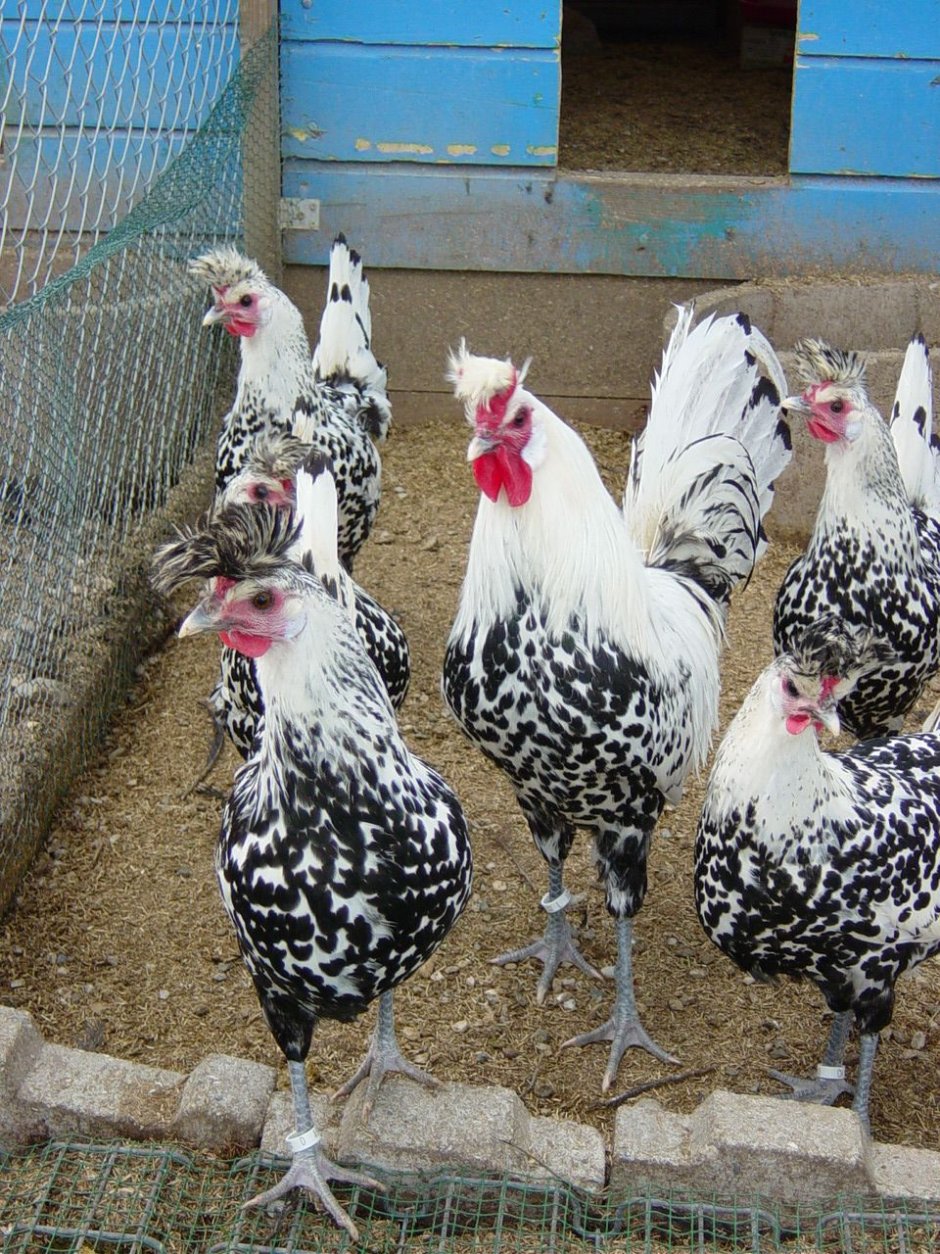 Куры кросс коралл