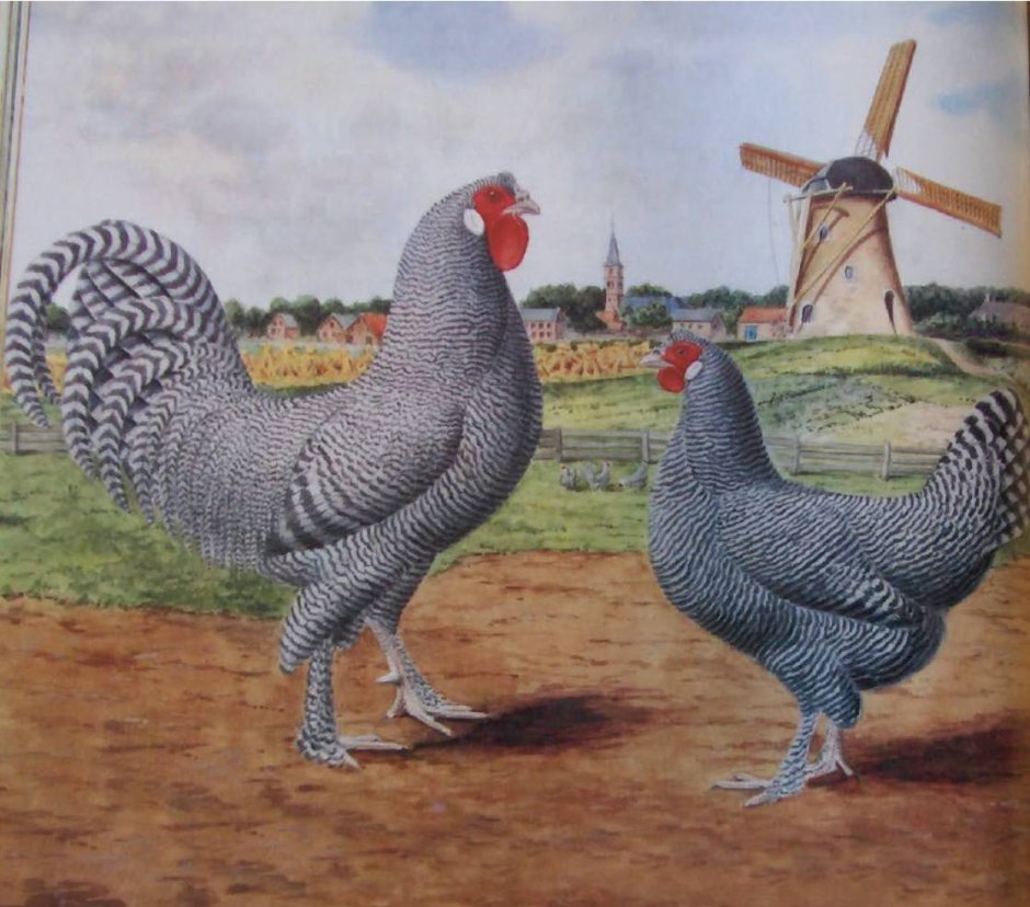 Куры породы Ламберт
