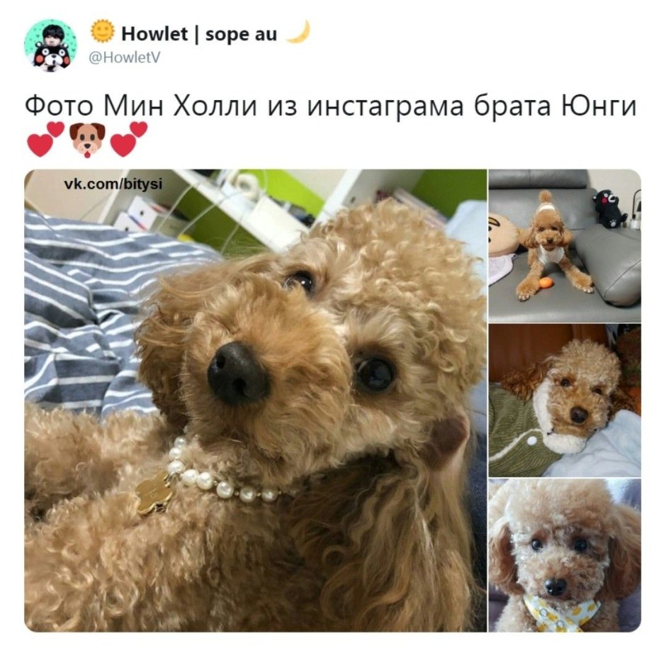 Собака мин Юнги Холли порода