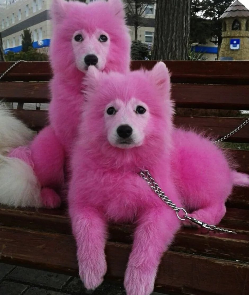 Самоед собака