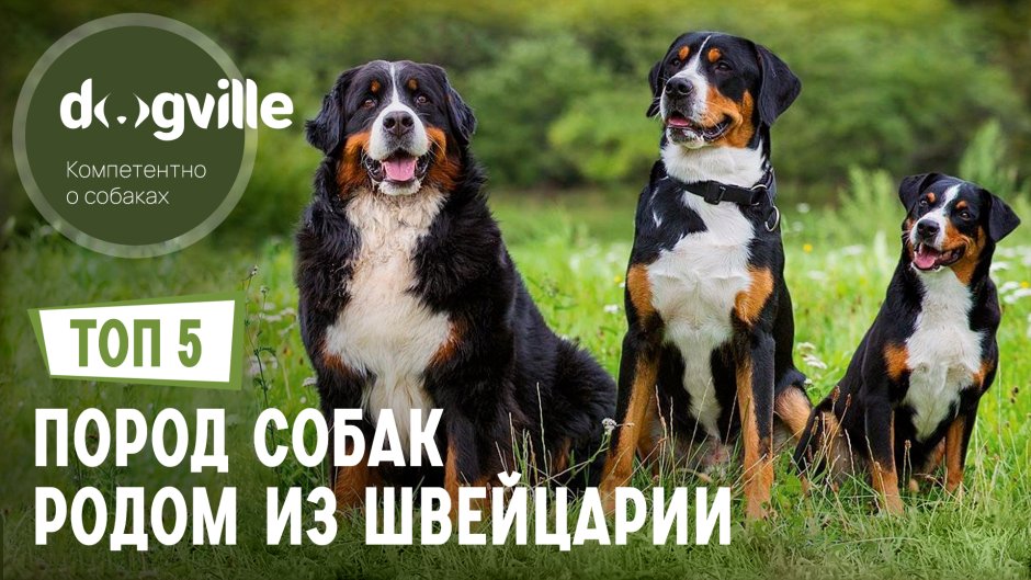 Холли порода