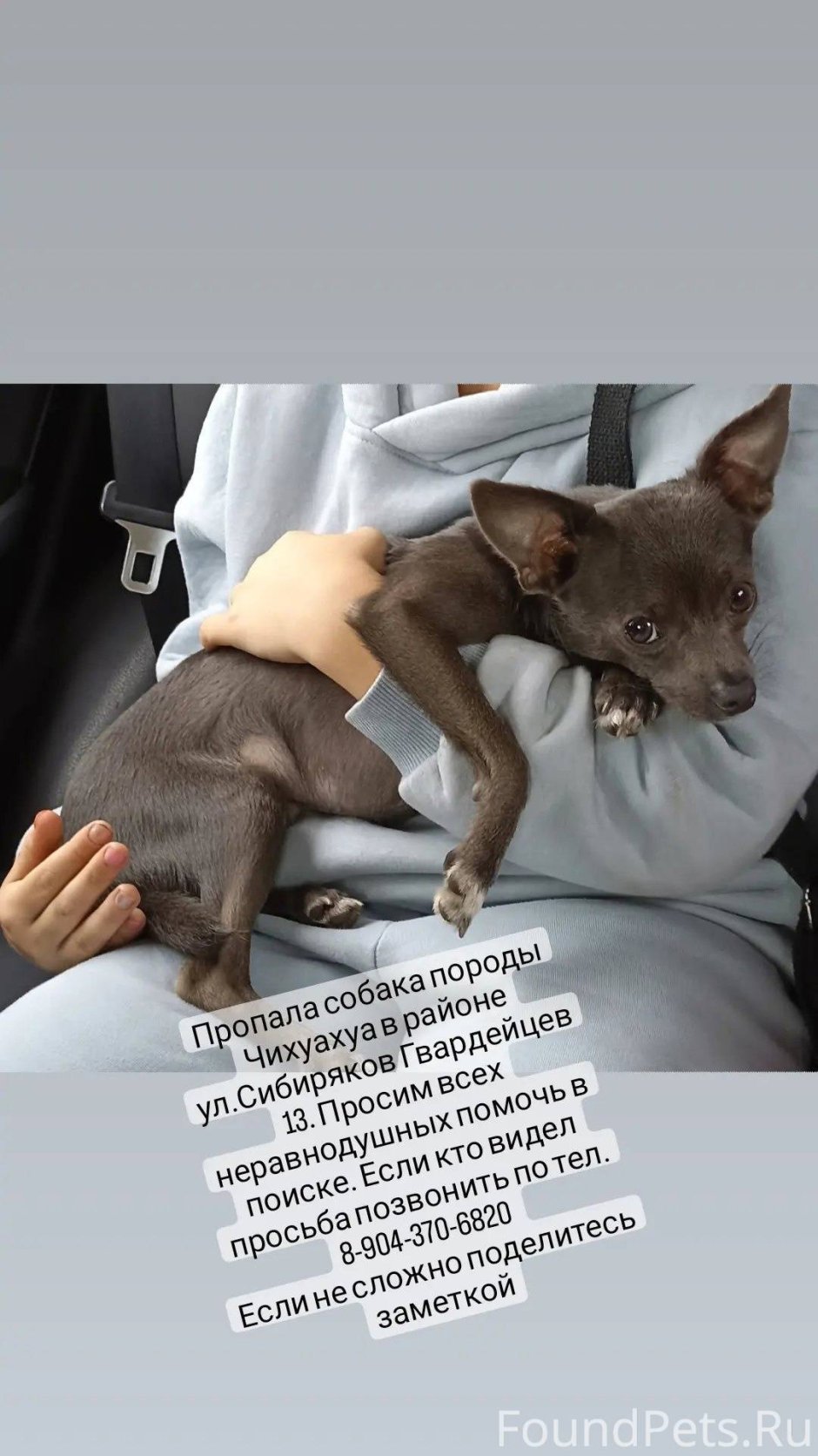 Холли собака Шуги