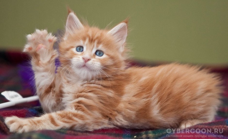 Мейн кун рыжий котенок