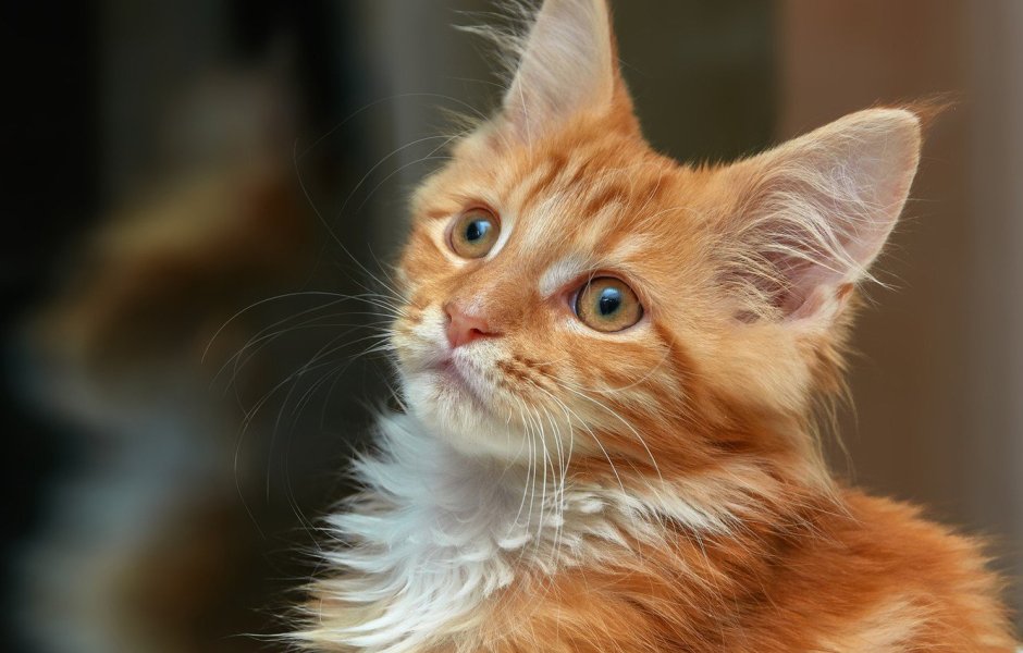 Мейн кун рыжий котенок