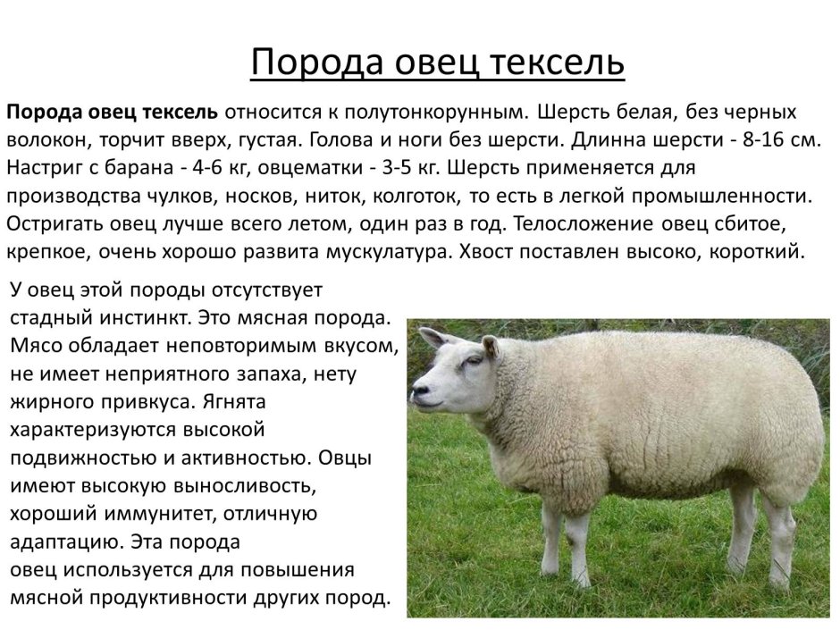 Мясная порода овец Тексель