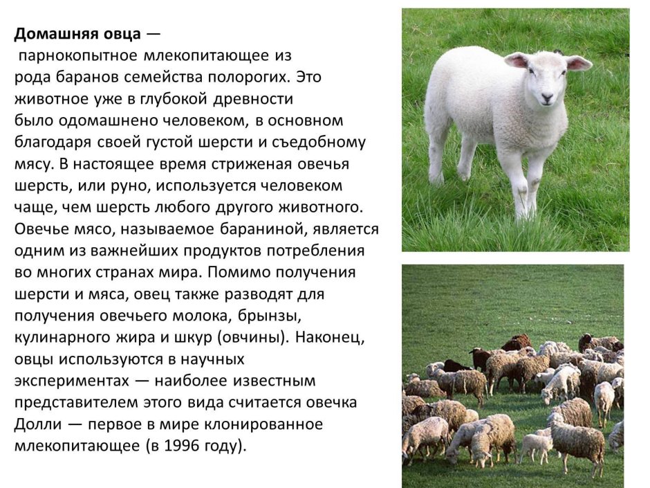 Характеристики пород свиней разводимых в Белгородской области