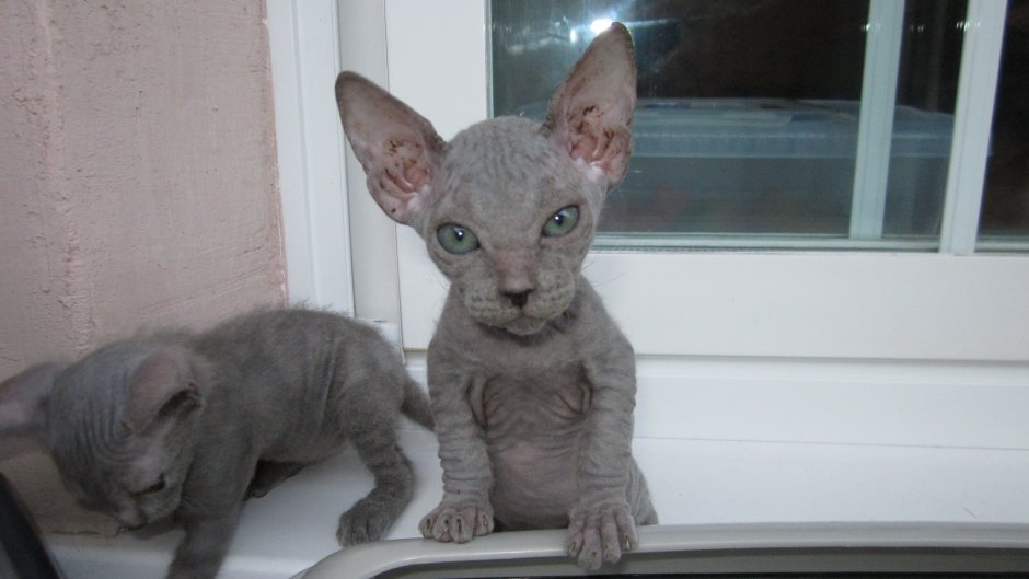 Котята браш Донской сфинкс