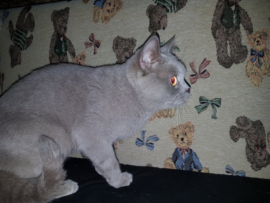 Отдам британскую кошку