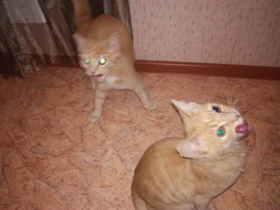 Помесь сфинкса и британца