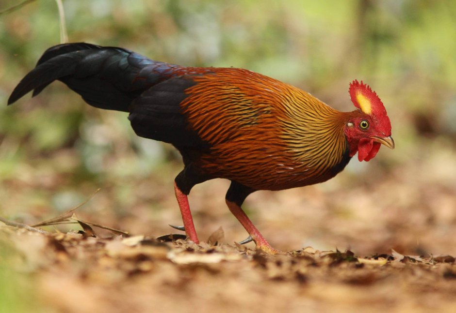 Gallus фазан