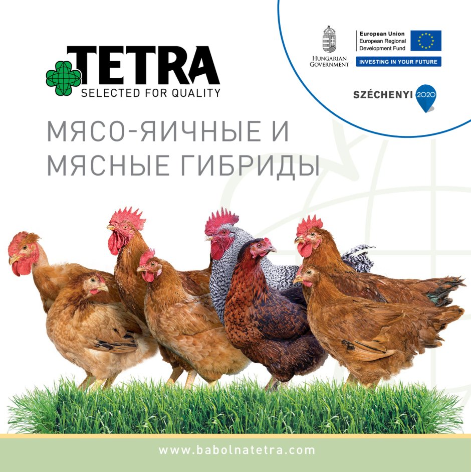 Тетра куры