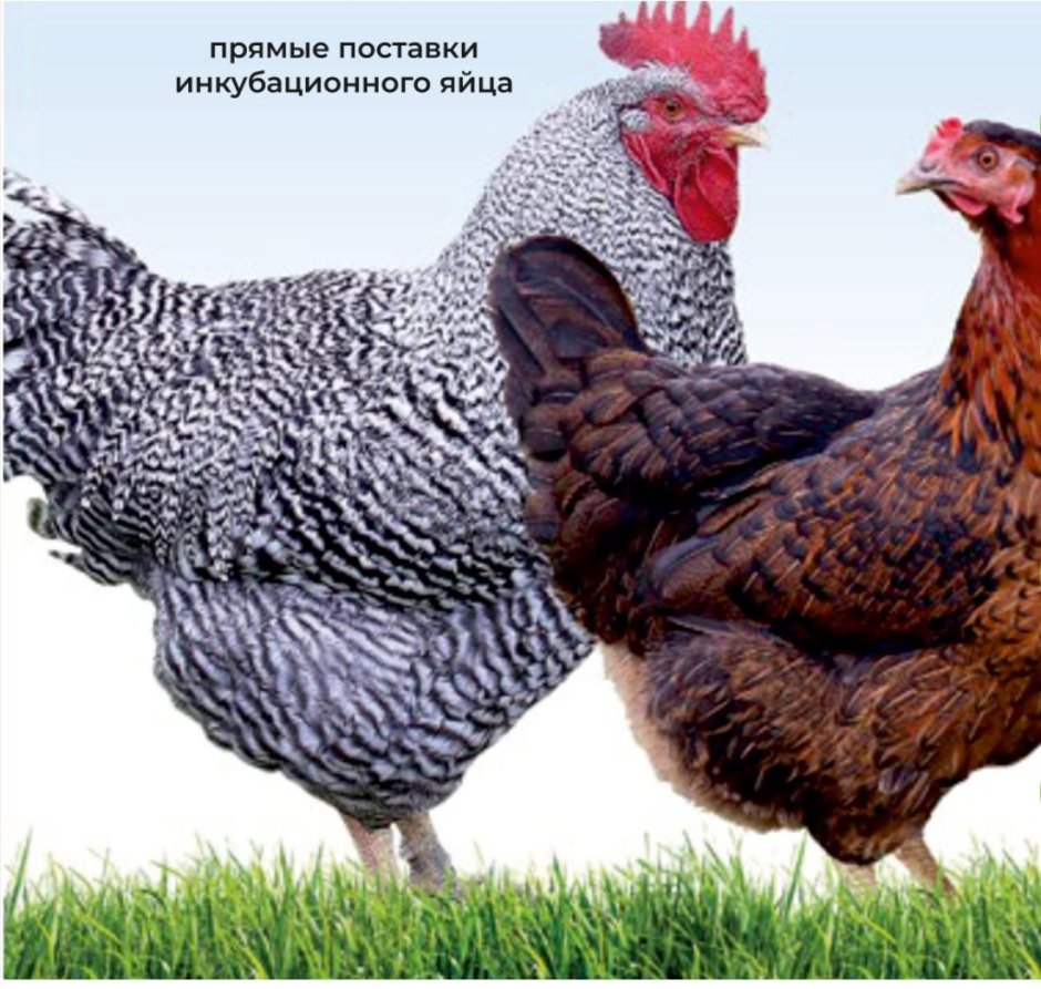 Куры тетра Харко