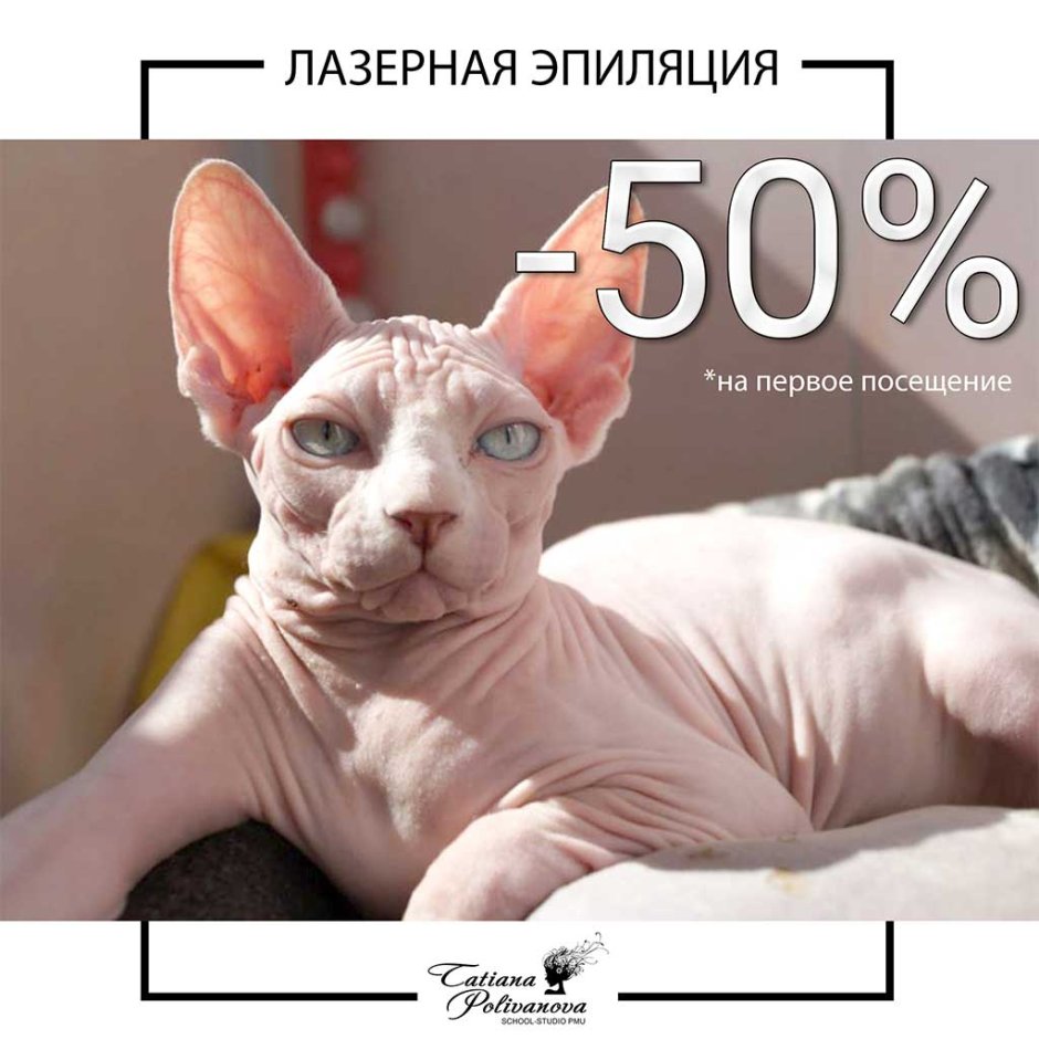 Жирный сфинкс