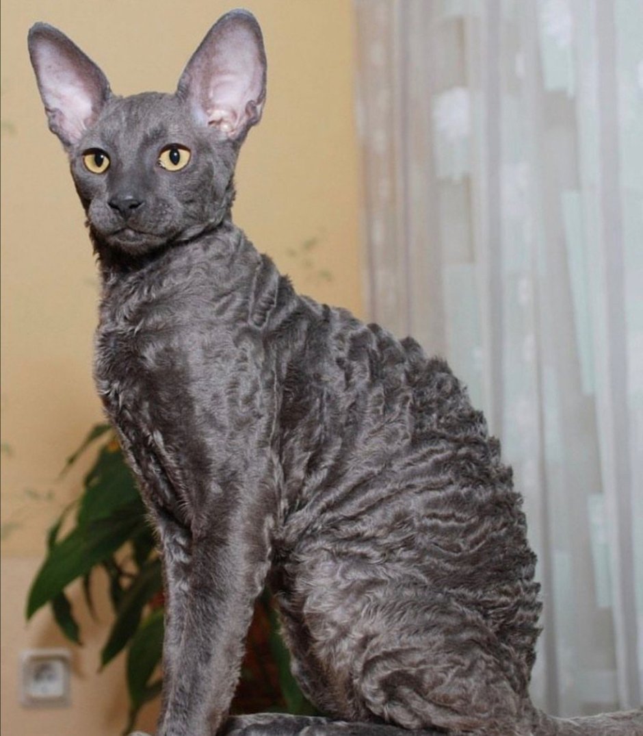 Кошка Корниш Шрек