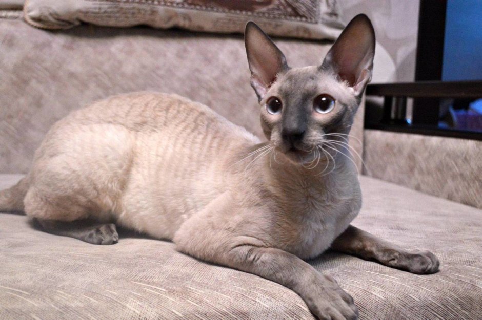 Коты породы Корниш рекс