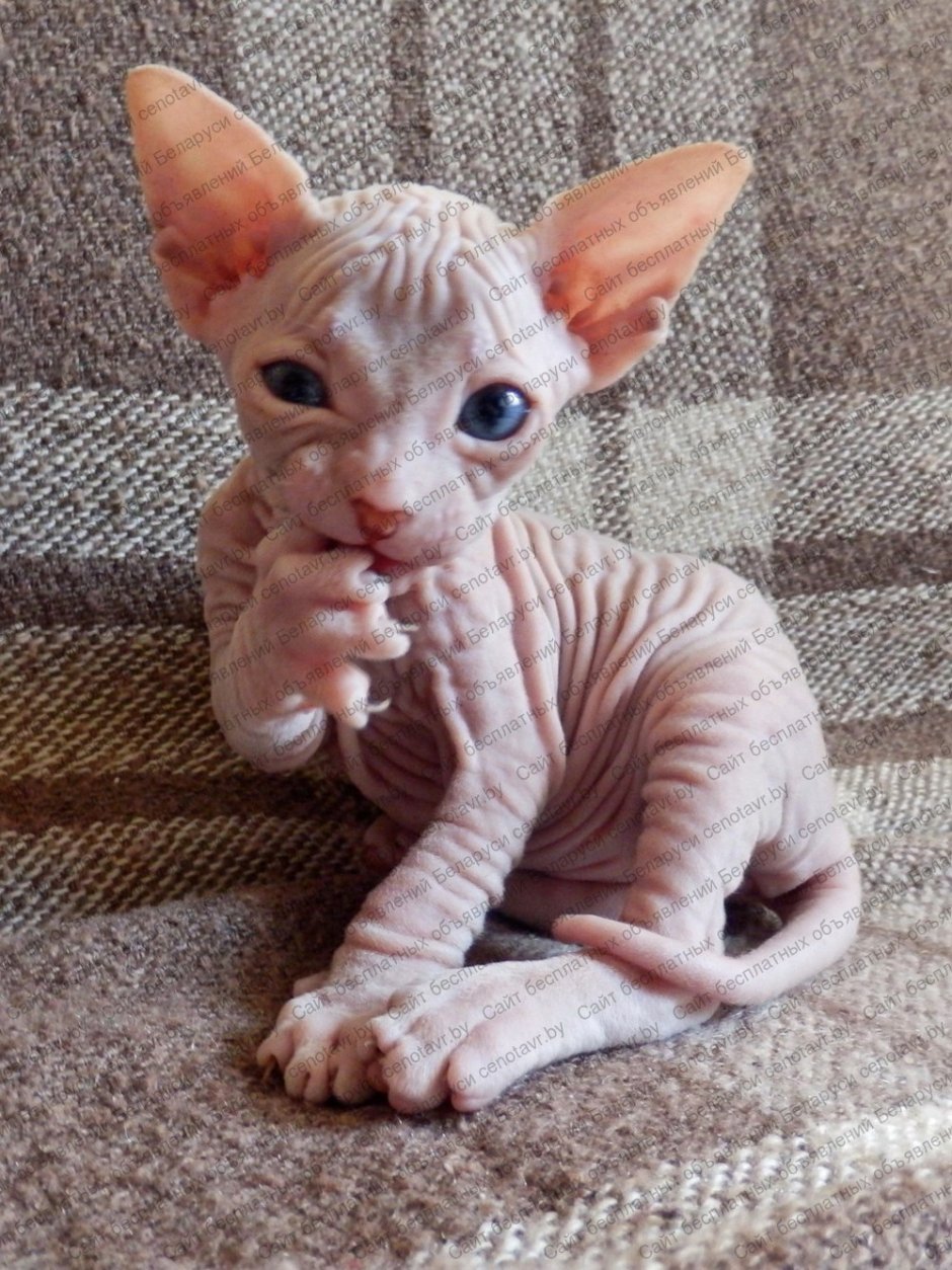 Донской сфинкс котенок с шерстью