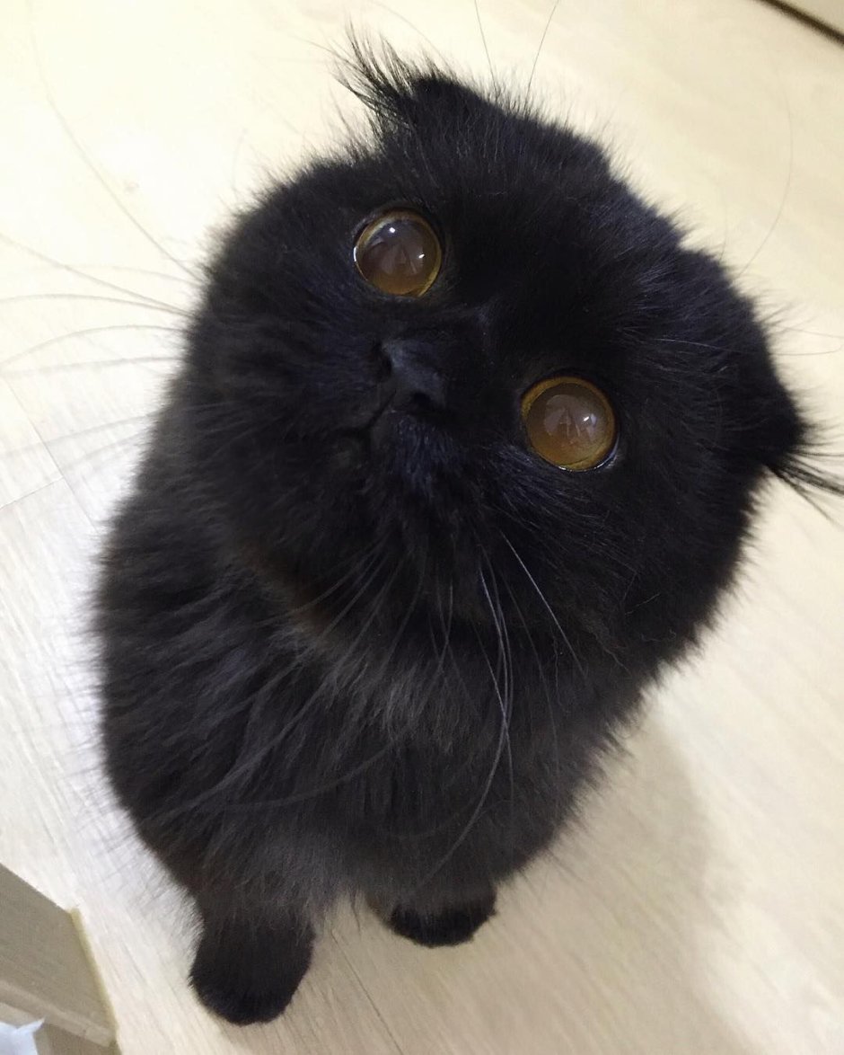 Милый чёрный котик