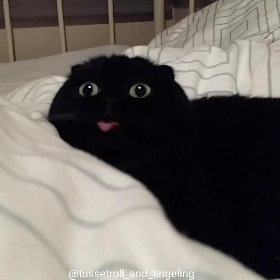 Черный кот с высунутым языком