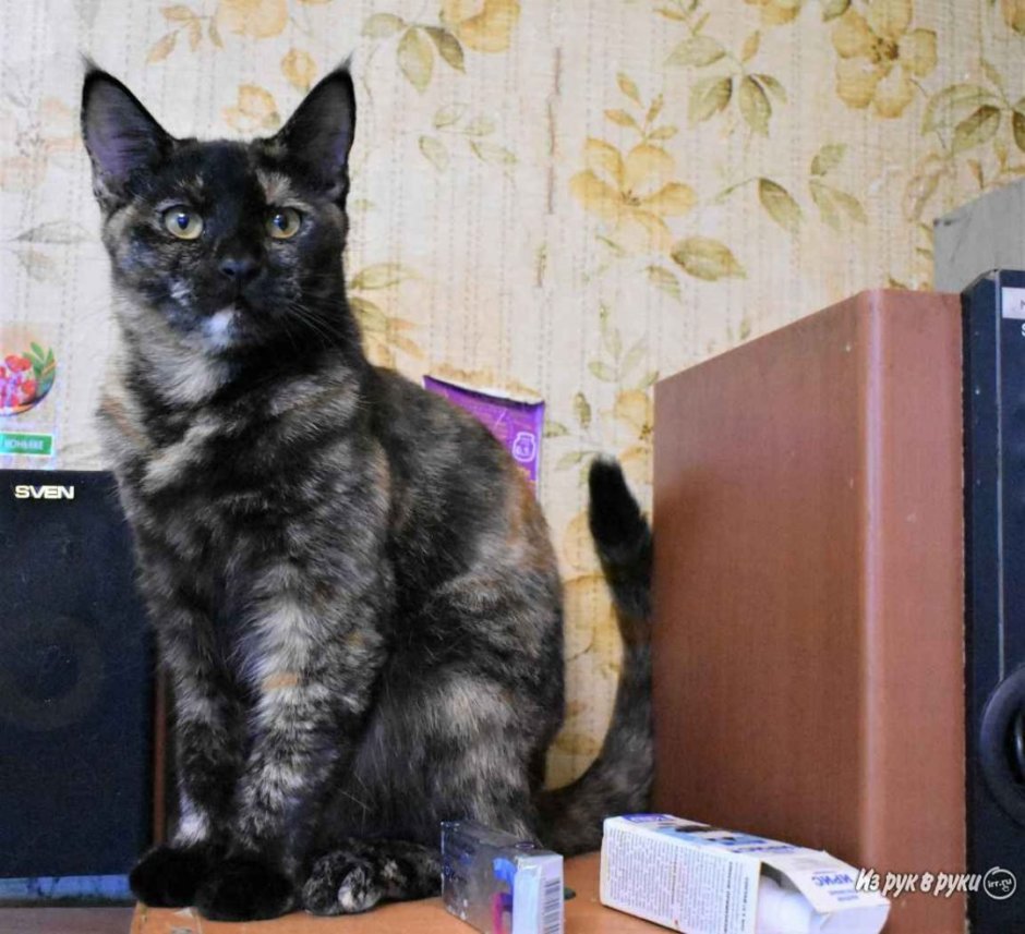Метис Мейн куна черный