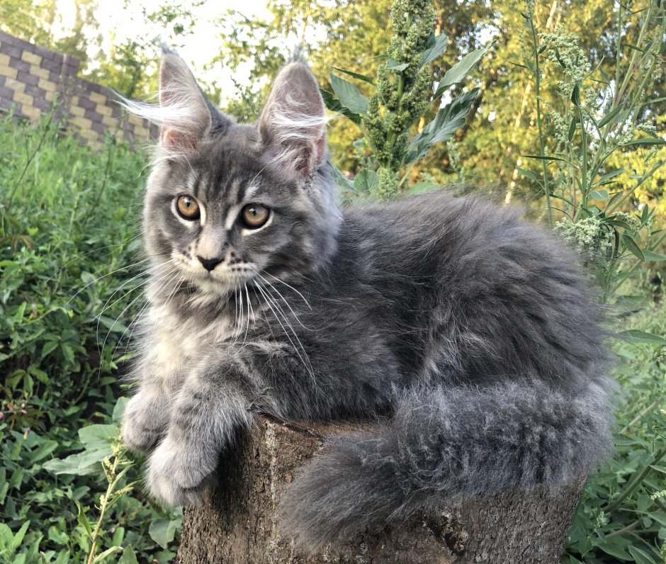 Метис Мейн куна