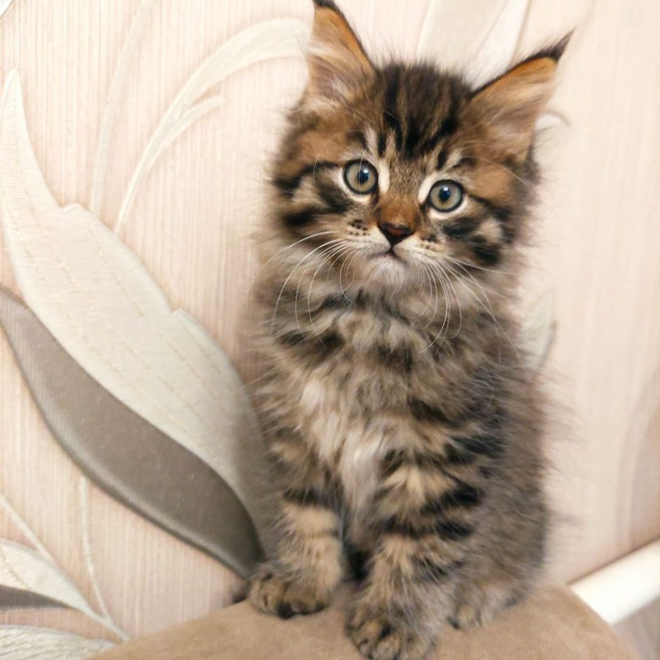 Котёнок Мейн кун и обычный котёнок