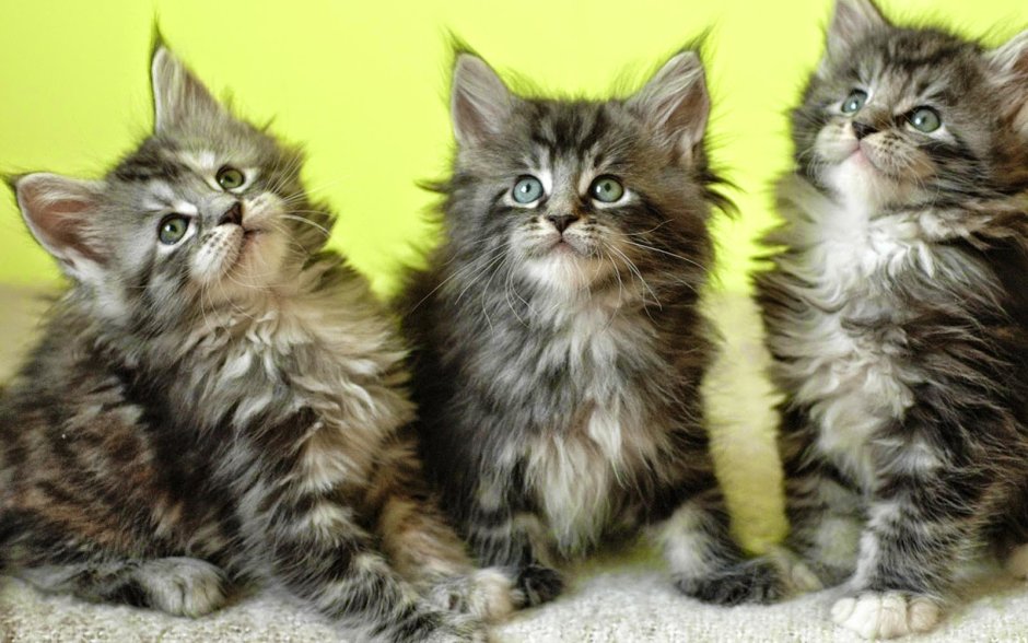 Котята Мейн кун