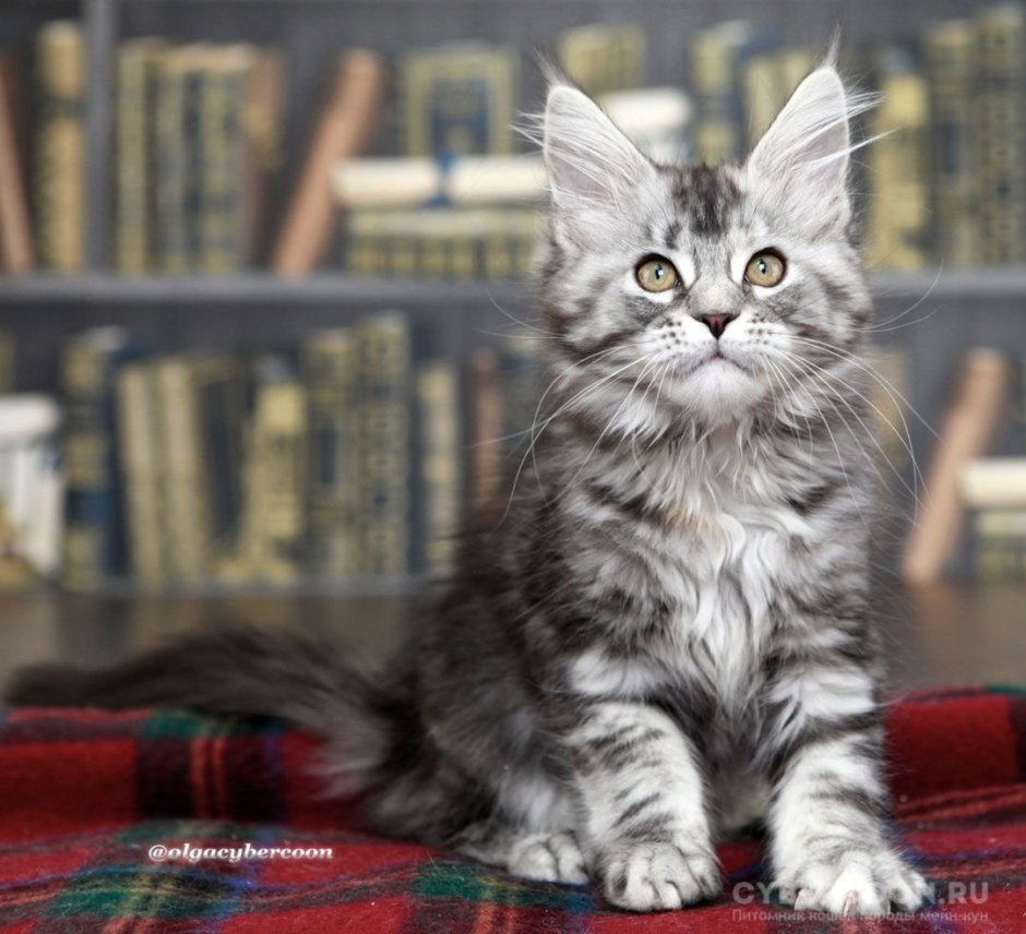 Метис кот Мейн кун