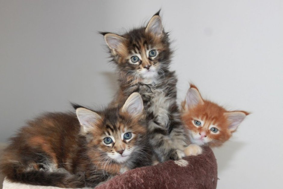Maine Coon Kitten