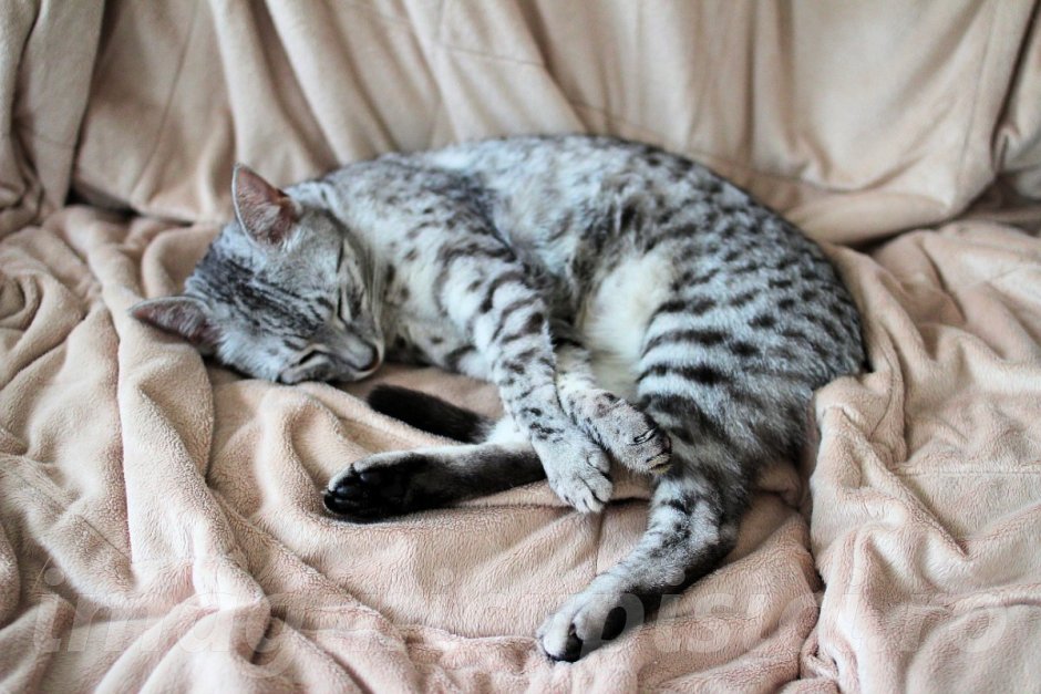 Тибетский Мао кошки