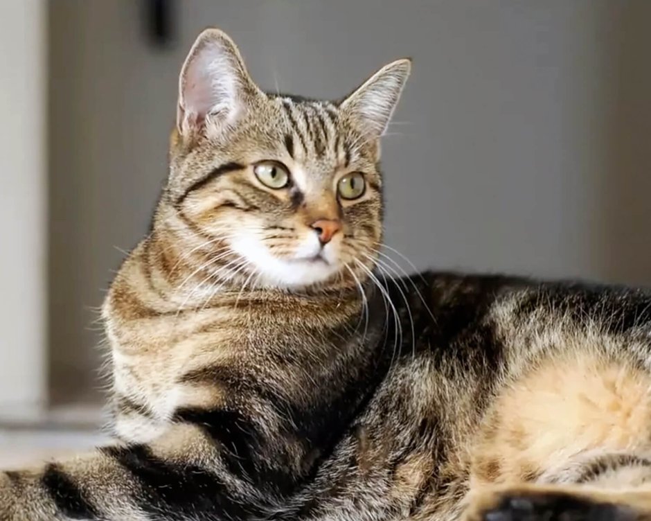 Calming Music for +Cats