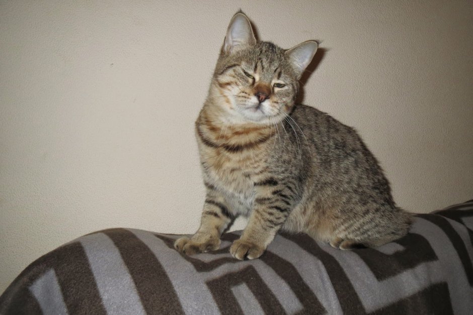 Кот породы пиксибоб помесь