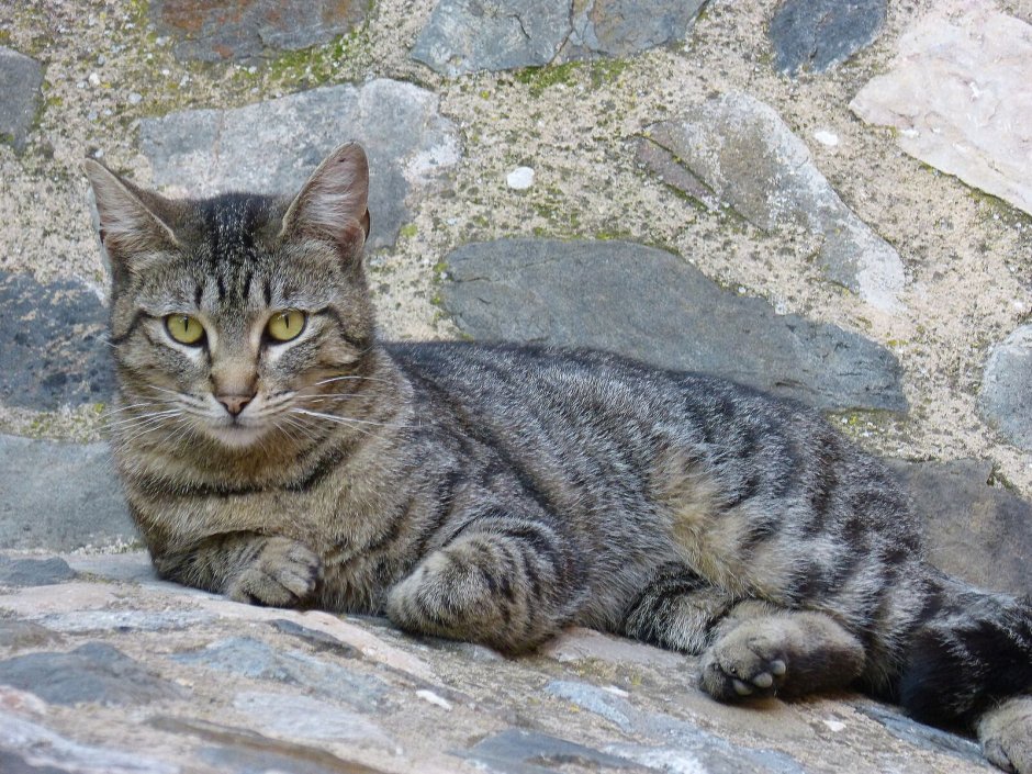 Китайская кошка ли Хуа